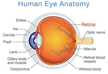 Diagram of the Human Eye with Retina called out